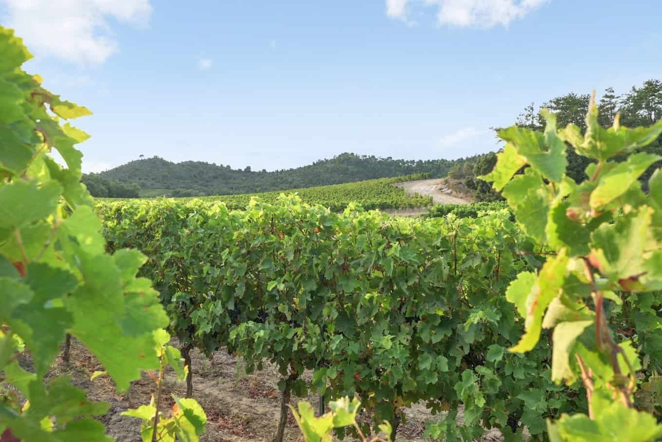 Domaine Garrabou
