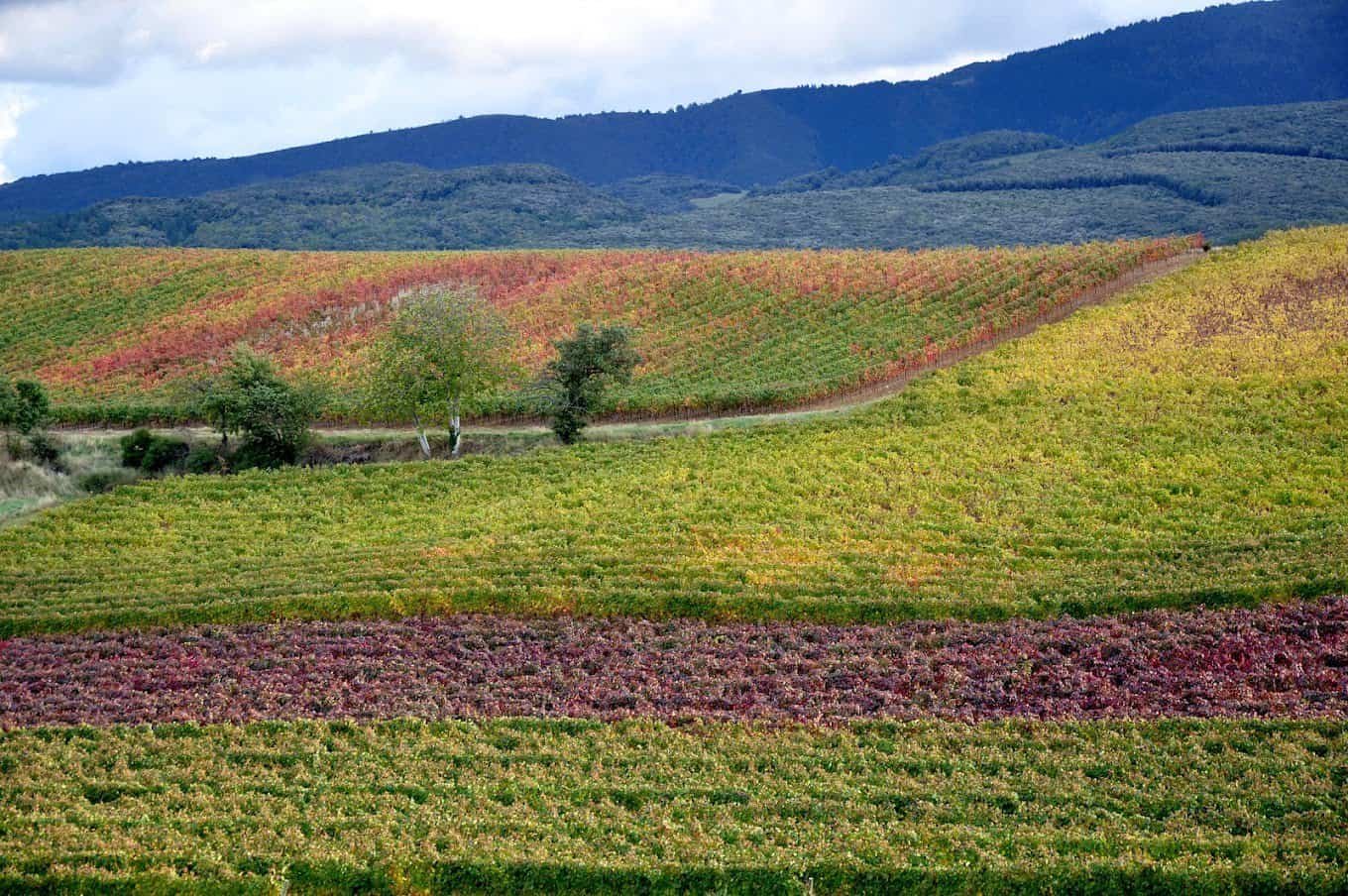 Domaine Garrabou