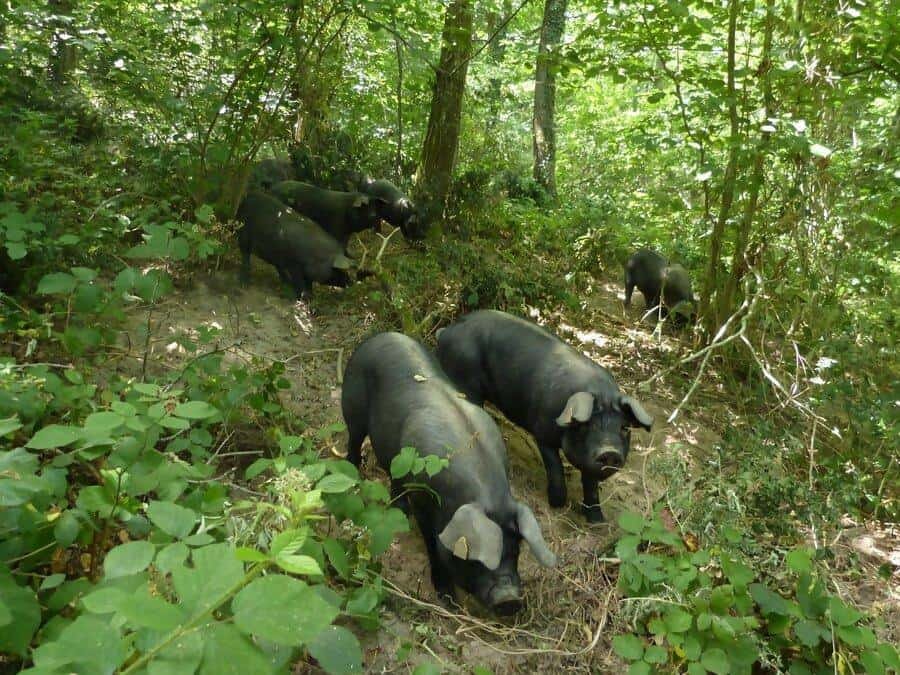 Ferme de la Bracadelle