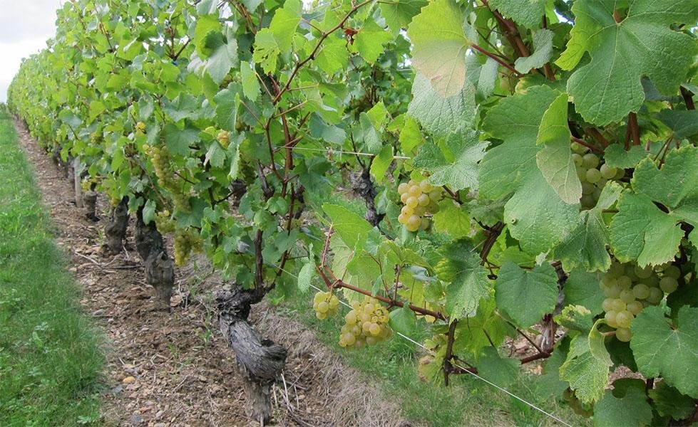 Domaine Gilles Noblet