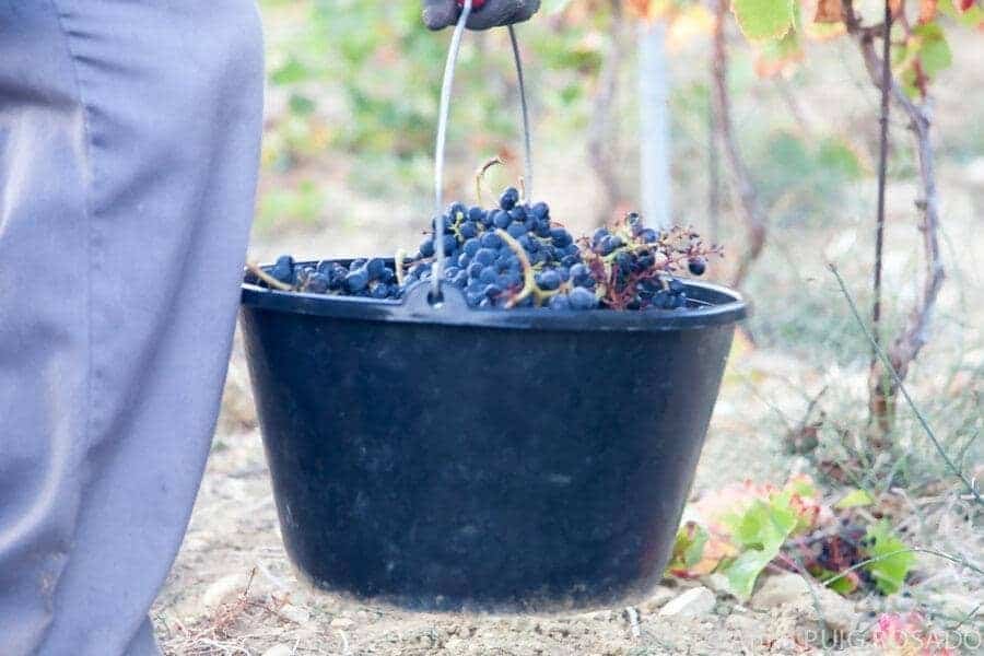 Domaine du Serre des Vignes
