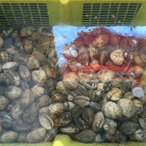 Huîtres Allary